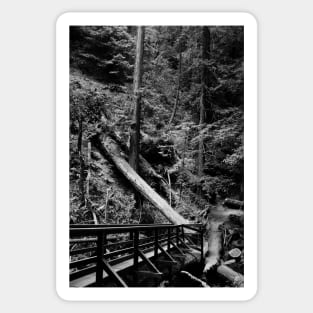 Muir Woods in Black and White. 2012 Sticker